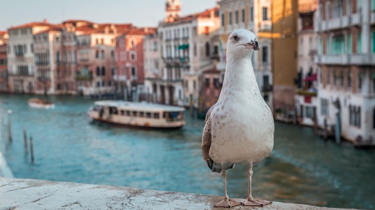 Benátské hotely rozdávají vodní pistole na obranu před loupeživými racky
